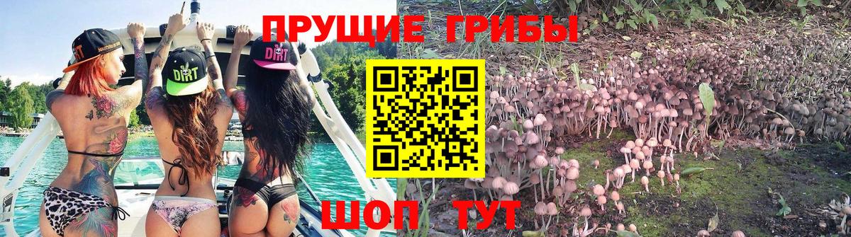 Надым  Псилоцибиновые грибы Psilocybine cubensis  Вход с VPN 